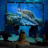 60-250 Inch Projection Screen, 4K 4:3 HD Anti-Crease Washable Outdoor Projector Screen for Camping Party, Home Theater, Office(133 in(270x203cm)) view 2