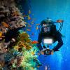 GOWENIC Video Lighting Dive Light, 130ft / 40m Water Proof LED Video Light Underwater RGB Dive Fill Light 5000-6000K for Photography, Videography, Lighting view 2