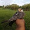 20 gram GPS Tracker for Tracking Falcons view 2