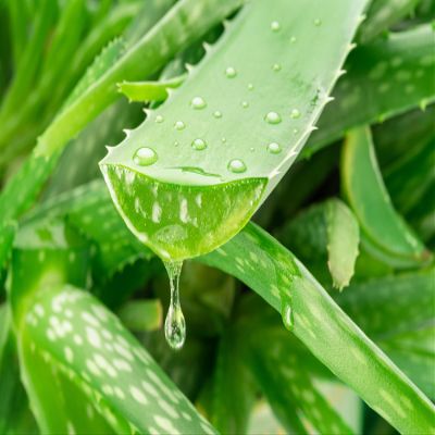 12X8ft Fabric Green Aloe Vera Plant Close-Up Design Photography Backdrop, High Resolution Nature Professional Background for Wedding, Party, Product, Video Shooting
