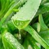 12X8ft Fabric Green Aloe Vera Plant Close-Up Design Photography Backdrop, High Resolution Nature Professional Background for Wedding, Party, Product, Video Shooting view 1