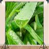 12X8ft Fabric Green Aloe Vera Plant Close-Up Design Photography Backdrop, High Resolution Nature Professional Background for Wedding, Party, Product, Video Shooting view 3