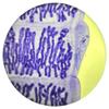 1 Pieces Microscope Prepared Slides Teniarhynchosis Gravid proglottids from Animal Body view 2