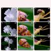 200x Zoom Digital Microscope for Kids with 2'' Inch Screen, Portable Handheld Microscope view 2