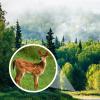 Monocular Telescope  High Magnification, High Definition, Night Vision | Mini Portable Outdoor Scope for Hiking Wildlife Viewing view 4