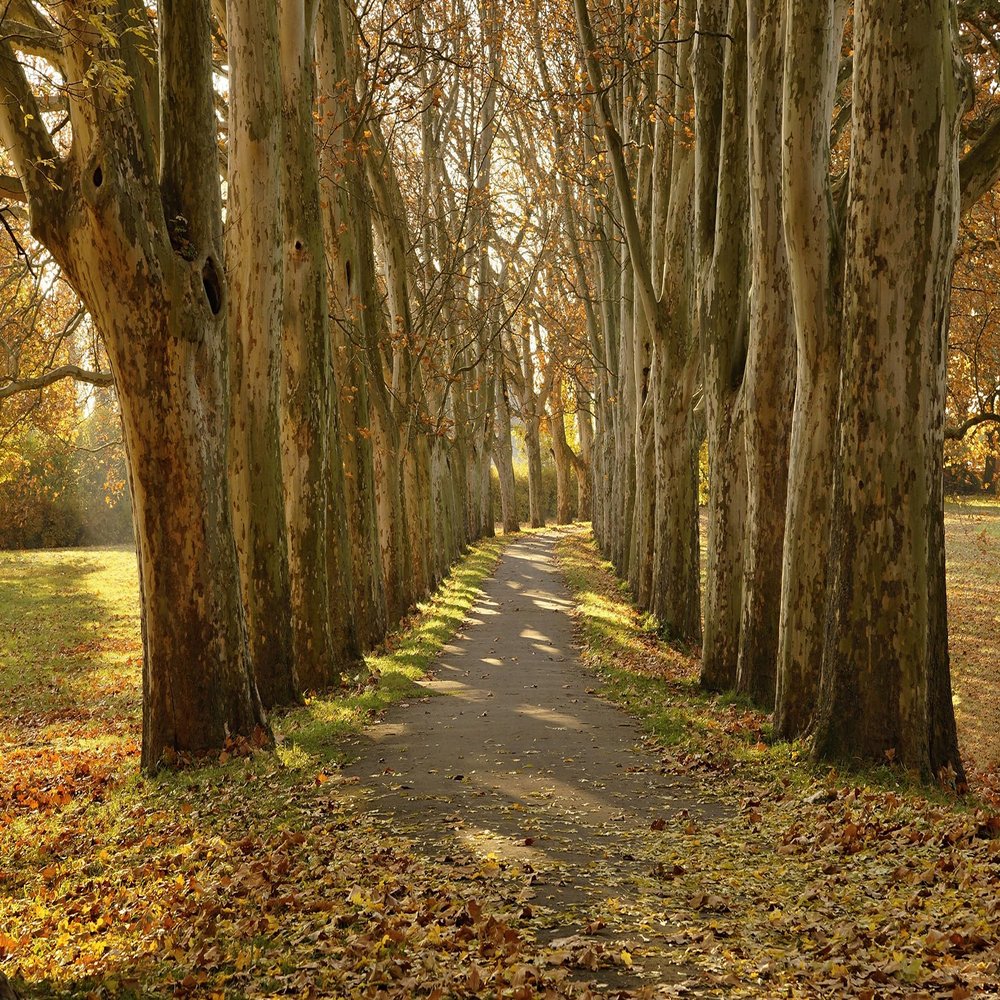 10X8ft Fabric Autumn Forest Path Photography Backdrop, Large Nature Wall Mural Background for Studio, Professional Photo Shoots, Fall Season Decor