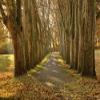 10X8ft Fabric Autumn Forest Path Photography Backdrop, Large Nature Wall Mural Background for Studio, Professional Photo Shoots, Fall Season Decor view 1
