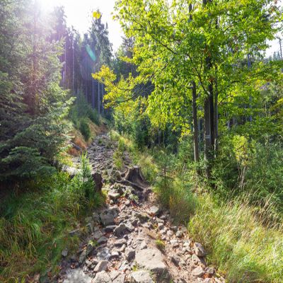 10X8ft Fabric Forest Path Photography Backdrop, Natural Sunlit Woodland Trail Canvas Print, Green Mountain Hiking Scene Wall Art for Home Decor