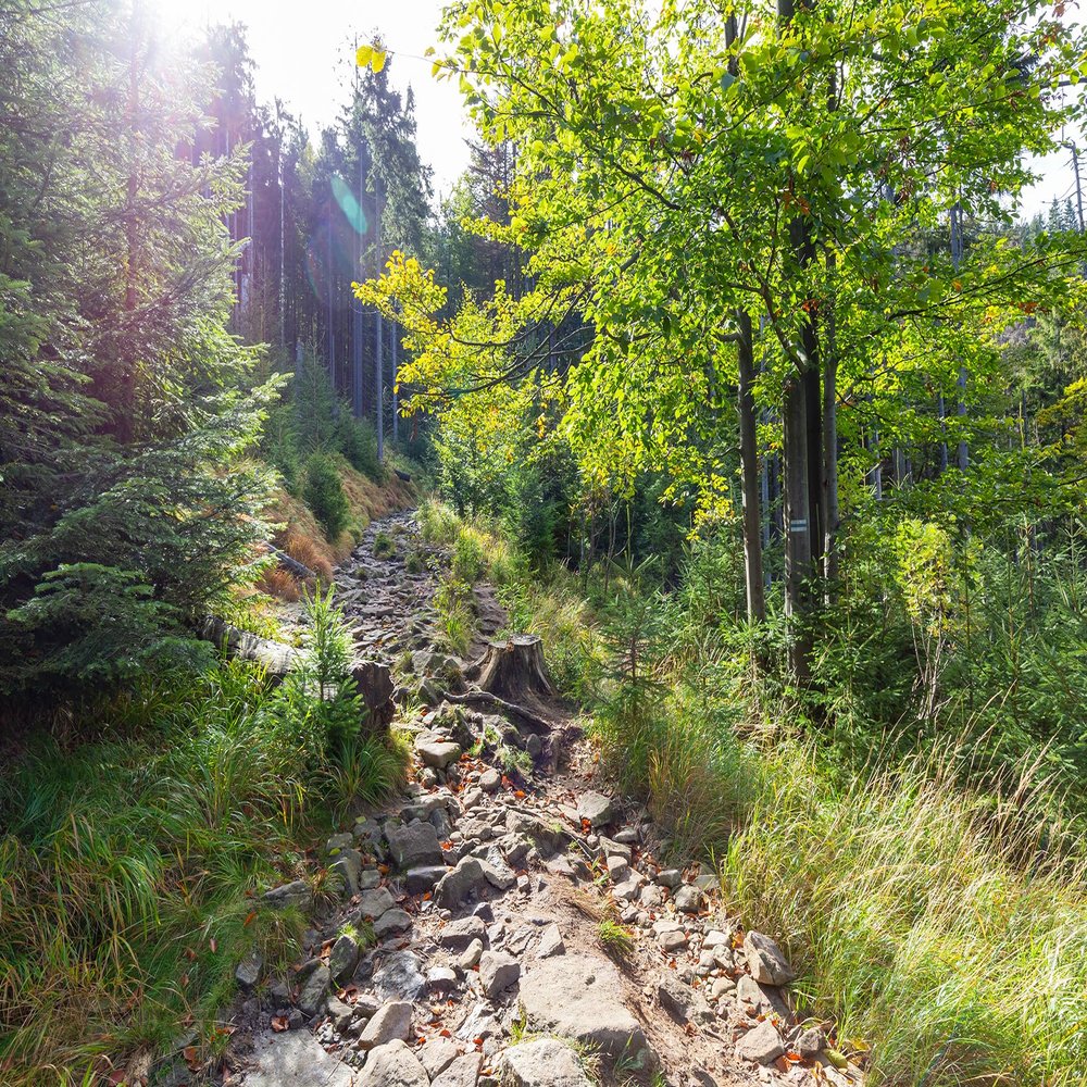 10X8ft Fabric Forest Path Photography Backdrop, Natural Sunlit Woodland Trail Canvas Print, Green Mountain Hiking Scene Wall Art for Home Decor