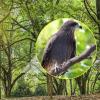High Power 40x60 HD Monocular Telescope with Smartphone Holder & Tripod - Lightweight Handheld Telescope for Bird Watching & Hunting view 2