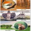 12x50 Monocular Telescope, Portable Monocular Compact with IPX7 Waterproof BAK4 Prism Lens Monocular for Adults Kids Bird Watching,for Indoor/Outdoor view 3