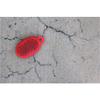 Boom Urchin Ready 4 Anything Bluetooth Speaker - Red view 3