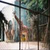 Lomography Color Negative 400 ISO 35mm 3 Pack view 3