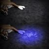 MODOAO Black Light Flashlight, Scorpion Detector, Ultraviolet Flashlight with 3 Light Modes - Pet Urine and Stains Detector, Bed Bug and Scorpion Hunting - 10 Pack view 4