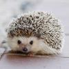 Hedgehog Leather Animal Mobile/Cellphone Charm VANCA Craft-Collectible Cute Mascot Made in Japan view 4