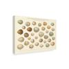 Trademark Fine Art Song Bird Egg Chart v2 by Wild Apple Portfolio, 30x47-Inch view 2