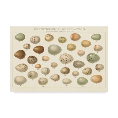 Trademark Fine Art Song Bird Egg Chart v2 by Wild Apple Portfolio, 22x32-Inch