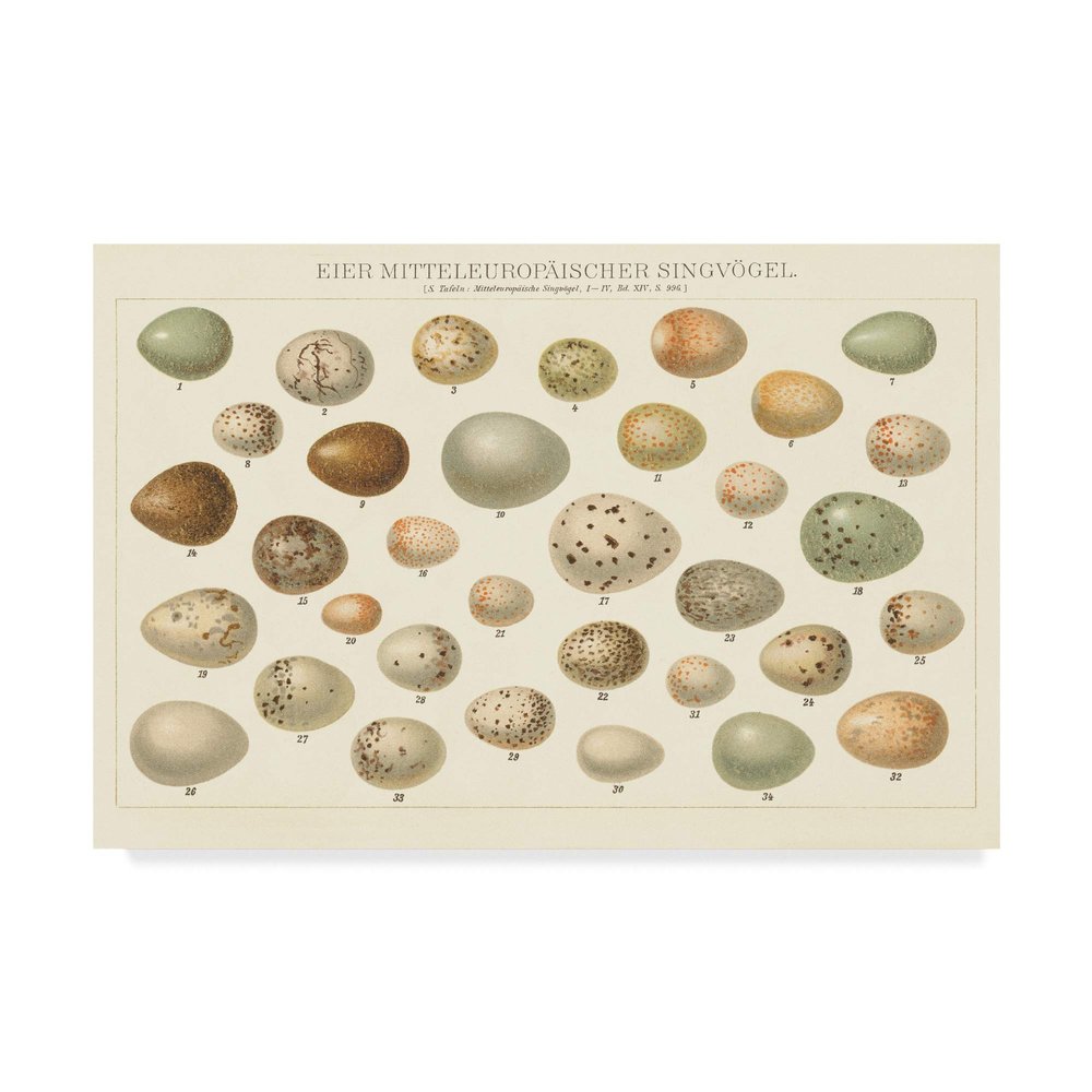 Trademark Fine Art Song Bird Egg Chart v2 by Wild Apple Portfolio, 22x32-Inch