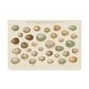 Trademark Fine Art Song Bird Egg Chart v2 by Wild Apple Portfolio, 22x32-Inch view 1