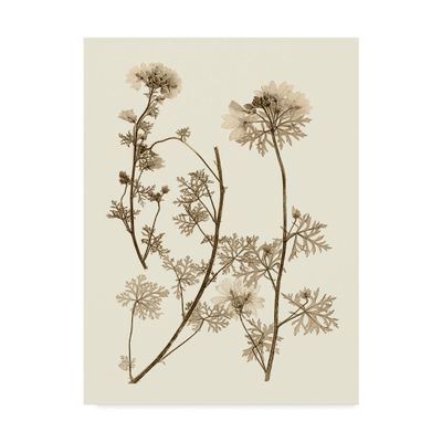 Trademark Fine Art Sepia Nature Study Iv by Vision Studio, 24x32-Inch