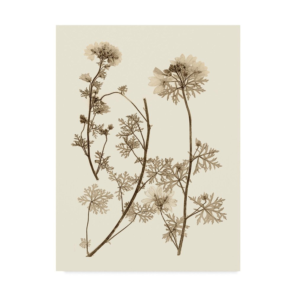 Trademark Fine Art Sepia Nature Study Iv by Vision Studio, 24x32-Inch