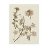 Trademark Fine Art Sepia Nature Study Iv by Vision Studio, 24x32-Inch view 1