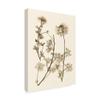 Trademark Fine Art Sepia Nature Study Iv by Vision Studio, 24x32-Inch view 2