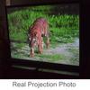 Cocar P1-SN50 50 inch Portable Projection Screen for Mini/Professional LED/LCD/DLP Projector Self Standing Pull-Out Style Indoor Outdoor Home Cinema - 4:3/16:9 Compatiable view 2